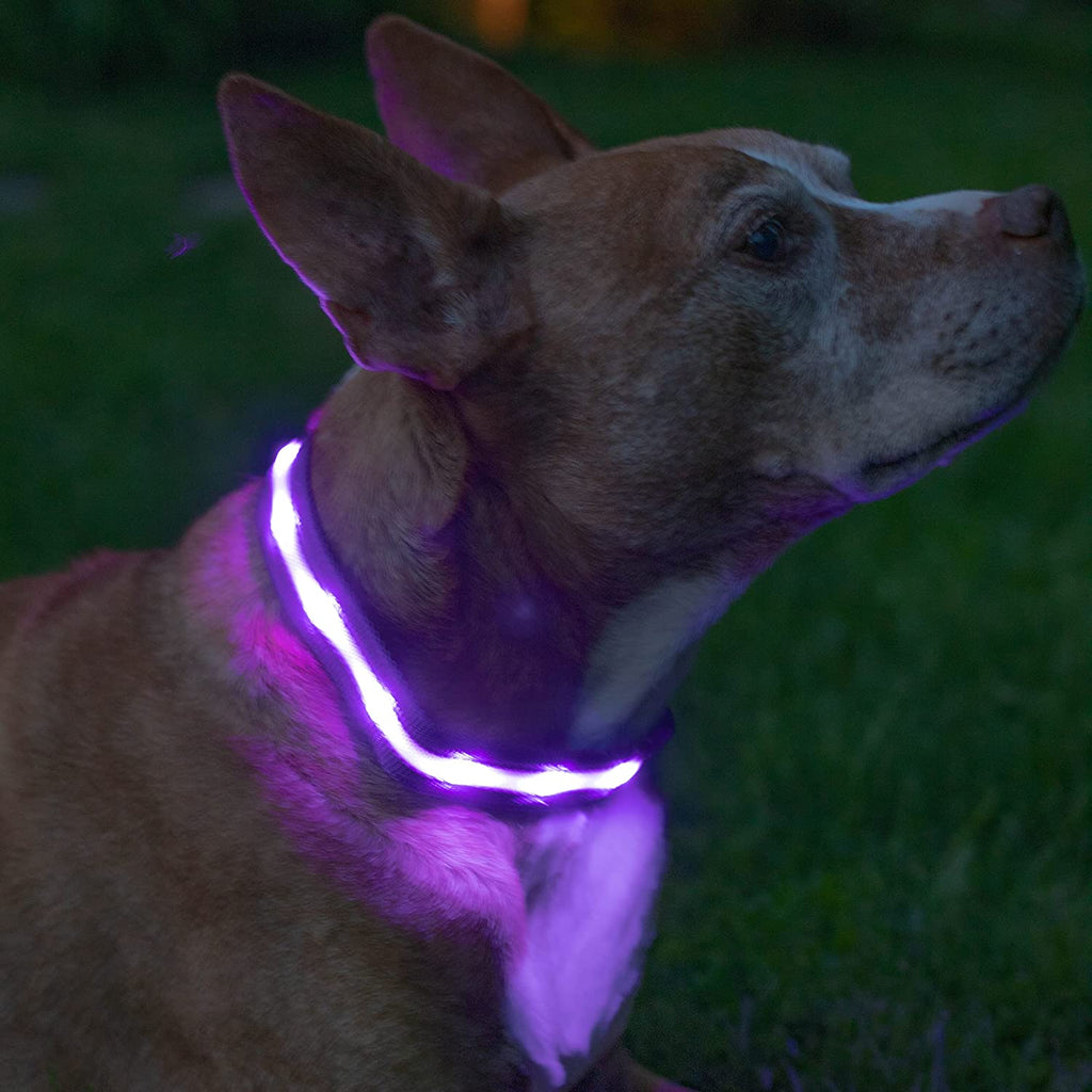 Light up Dog Collar - the Original LED Dog Collar - USB Rechargeable - Waterproof - 1,000 Feet of Visibility - Dog Collar Light for Small, Medium, Large Dogs - USA Brand